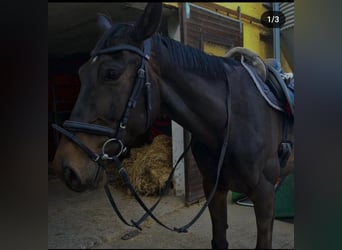 Koń wielkopolski, Wałach, 8 lat, 177 cm, Skarogniada