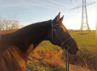 Koń wirtemberski, Klacz, 11 lat, 160 cm, Kara
