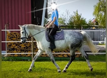 Koń wirtemberski, Klacz, 11 lat, 162 cm, Siwa jabłkowita