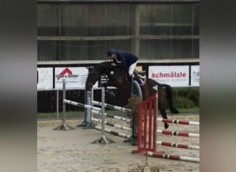 Koń wirtemberski, Klacz, 11 lat, 167 cm, Ciemnogniada