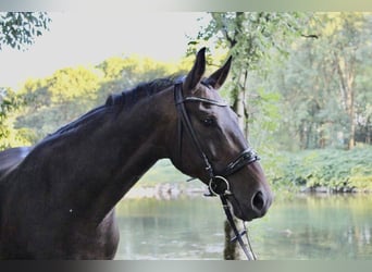 Koń wirtemberski, Klacz, 13 lat, 160 cm, Ciemnogniada