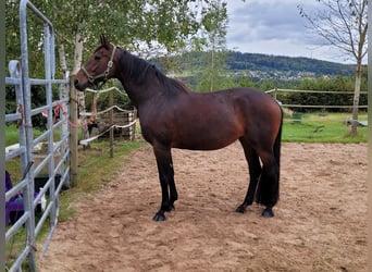 Koń wirtemberski, Klacz, 13 lat, 165 cm, Gniada