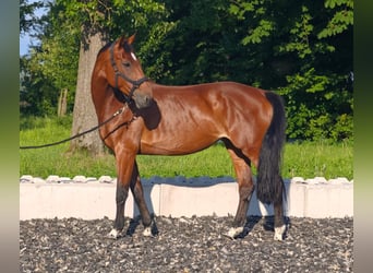 Koń wirtemberski, Klacz, 13 lat, 170 cm, Gniada