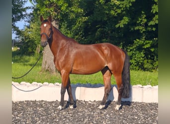 Koń wirtemberski, Klacz, 13 lat, 170 cm, Gniada