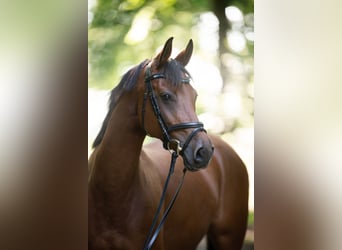 Koń wirtemberski, Klacz, 14 lat, 160 cm, Gniada