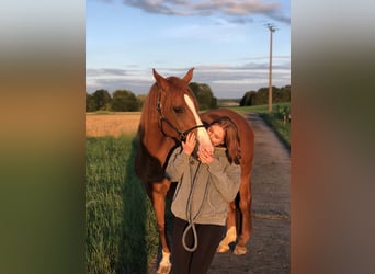 Koń wirtemberski, Klacz, 14 lat, 165 cm, Kasztanowata