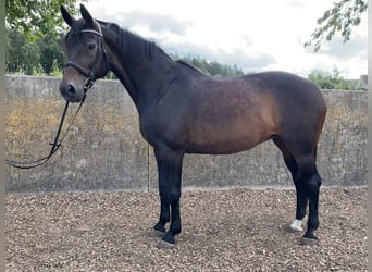 Koń wirtemberski, Klacz, 14 lat, 170 cm, Ciemnogniada