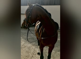 Koń wirtemberski, Klacz, 15 lat, 160 cm, Gniada