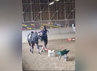 Koń wirtemberski Mix, Klacz, 15 lat, 162 cm, Skarogniada