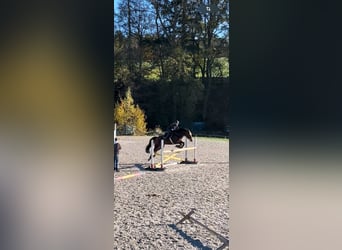 Koń wirtemberski, Klacz, 15 lat, 167 cm, Gniada