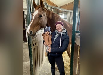 Koń wirtemberski, Klacz, 15 lat, 173 cm, Kasztanowata