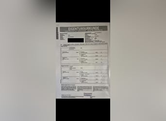 Koń wirtemberski, Klacz, 15 lat, 174 cm, Kasztanowata