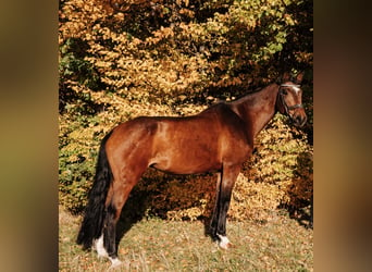Koń wirtemberski, Klacz, 16 lat, 168 cm, Gniada