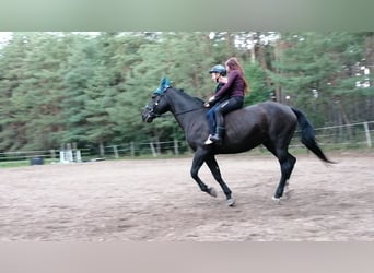 Koń wirtemberski, Klacz, 17 lat, 168 cm, Kara