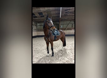 Koń wirtemberski, Klacz, 19 lat, 167 cm, Gniada