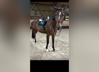 Koń wirtemberski, Klacz, 19 lat, 167 cm, Gniada