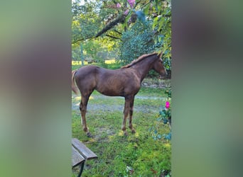 Koń wirtemberski, Klacz, 1 Rok, 167 cm, Ciemnokasztanowata
