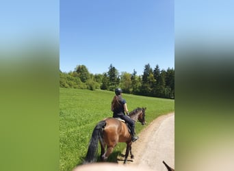 Koń wirtemberski, Klacz, 21 lat, 165 cm, Gniada