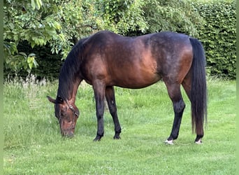 Koń wirtemberski, Klacz, 21 lat, 170 cm, Gniada