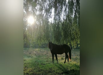 Koń wirtemberski, Klacz, 2 lat, 170 cm, Gniada