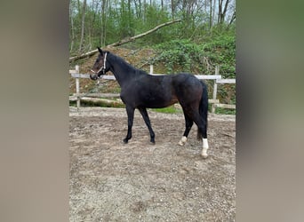 Koń wirtemberski, Klacz, 3 lat, 153 cm, Ciemnogniada