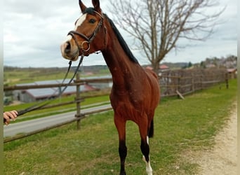 Koń wirtemberski, Klacz, 3 lat, 164 cm, Gniada