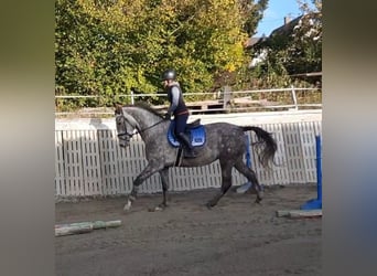 Koń wirtemberski, Klacz, 5 lat, 170 cm, Siwa