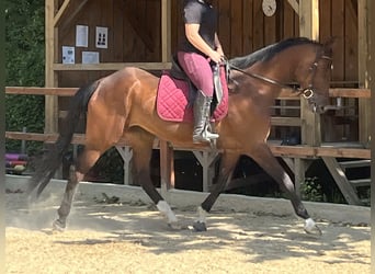 Koń wirtemberski, Klacz, 6 lat, 168 cm, Gniada