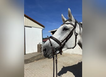 Koń wirtemberski, Klacz, 7 lat, 173 cm, Siwa