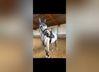 Koń wirtemberski, Klacz, 7 lat, 173 cm, Siwa