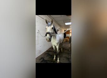 Koń wirtemberski, Klacz, 7 lat, 173 cm, Siwa