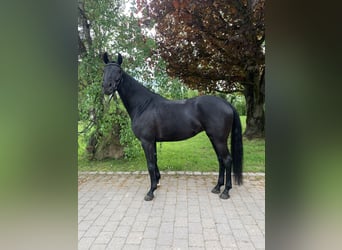 Koń wirtemberski, Klacz, 8 lat, 164 cm, Kara