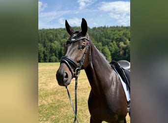 Koń wirtemberski, Klacz, 8 lat, 166 cm, Ciemnogniada