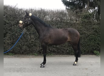 Koń wirtemberski, Klacz, 8 lat, 167 cm, Ciemnogniada