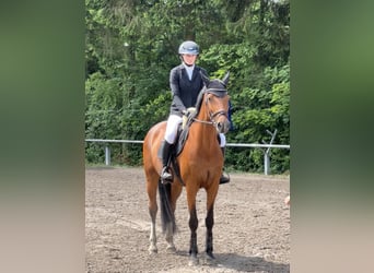 Koń wirtemberski, Klacz, 9 lat, 164 cm, Gniada