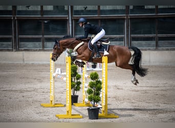 Koń wirtemberski, Klacz, 9 lat, 164 cm, Gniada