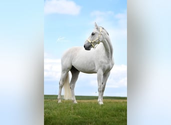 Koń wirtemberski, Wałach, 14 lat, 167 cm, Siwa