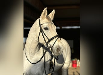 Koń wirtemberski, Wałach, 14 lat, 170 cm, Siwa