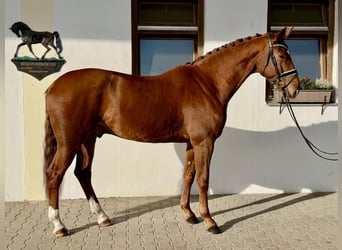 Koń wirtemberski, Wałach, 6 lat, 173 cm, Kasztanowata