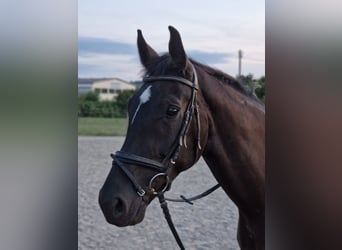 Koń wirtemberski, Wałach, 7 lat, 172 cm, Kara