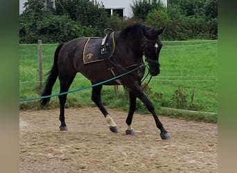 Koń wirtemberski, Wałach, 7 lat, 172 cm, Kara
