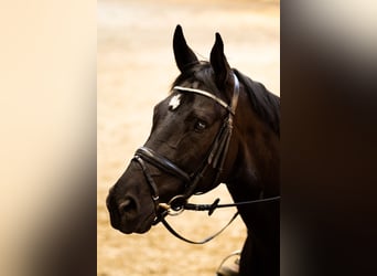 Koń wirtemberski, Wałach, 10 lat, 178 cm, Kara