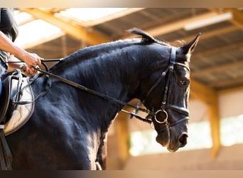 Koń wirtemberski, Wałach, 10 lat, 178 cm, Kara