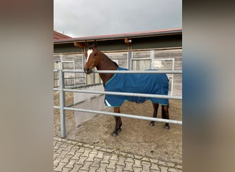 Koń wirtemberski, Wałach, 12 lat, 170 cm, Gniada