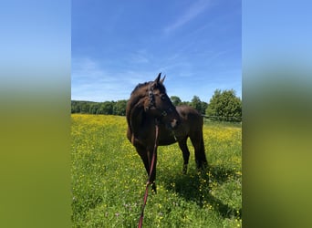 Koń wirtemberski, Wałach, 13 lat, 168 cm, Gniada