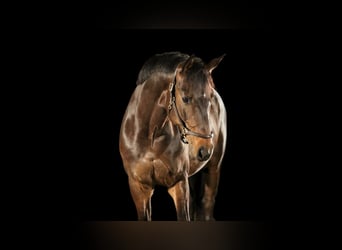 Koń wirtemberski, Wałach, 13 lat, 169 cm, Gniada