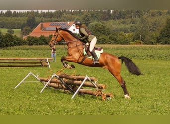 Koń wirtemberski, Wałach, 13 lat, 170 cm, Gniada