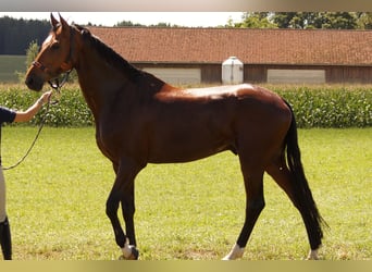 Koń wirtemberski, Wałach, 13 lat, 170 cm, Gniada