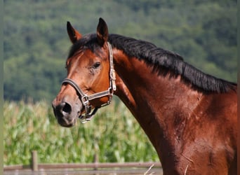 Koń wirtemberski, Wałach, 13 lat, 184 cm, Gniada