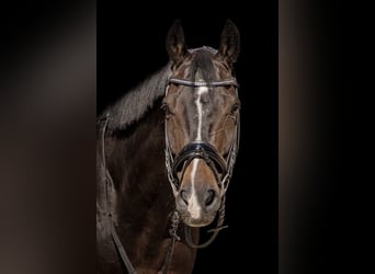Koń wirtemberski, Wałach, 14 lat, 167 cm, Ciemnogniada